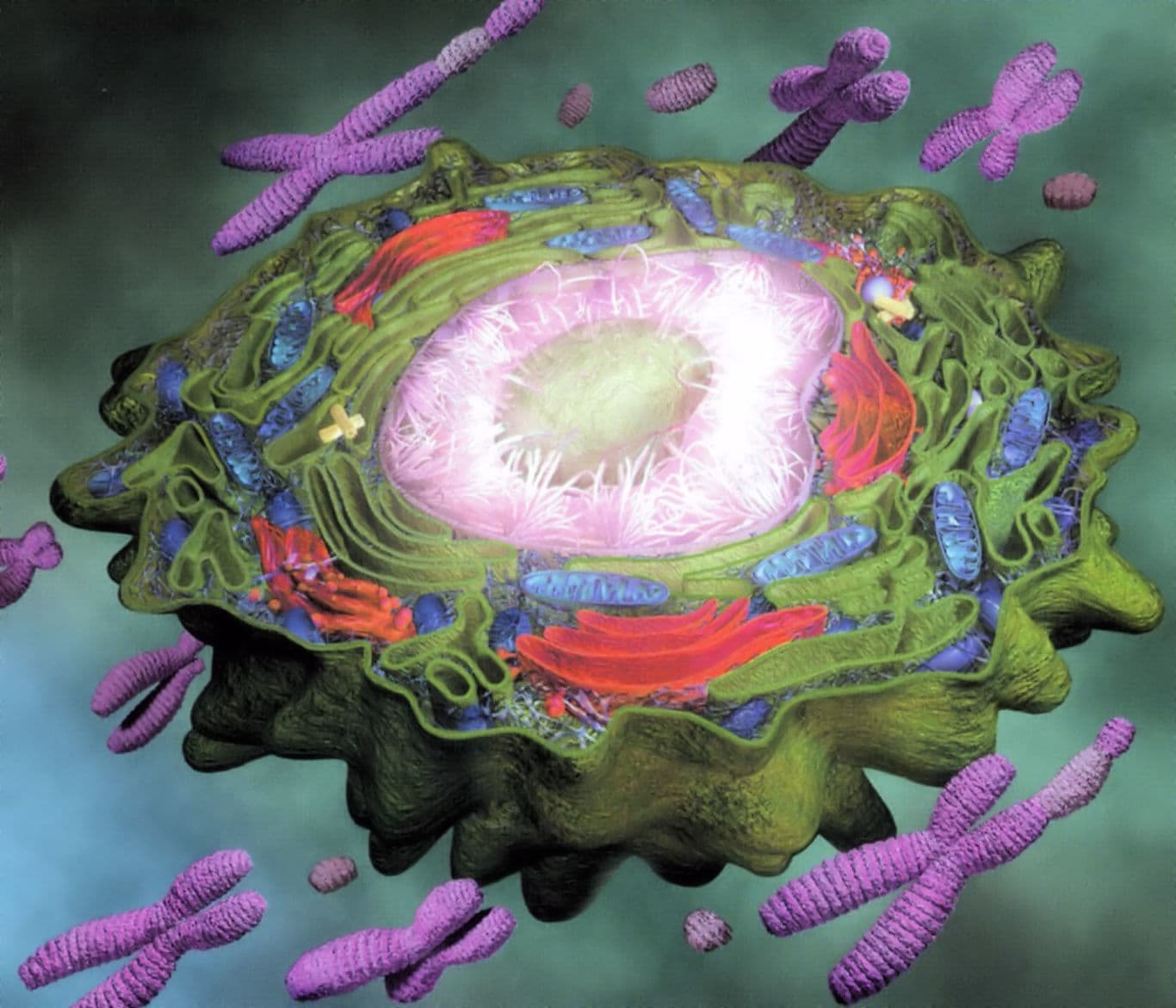 ガン細胞イメージ（末期癌からの生還）