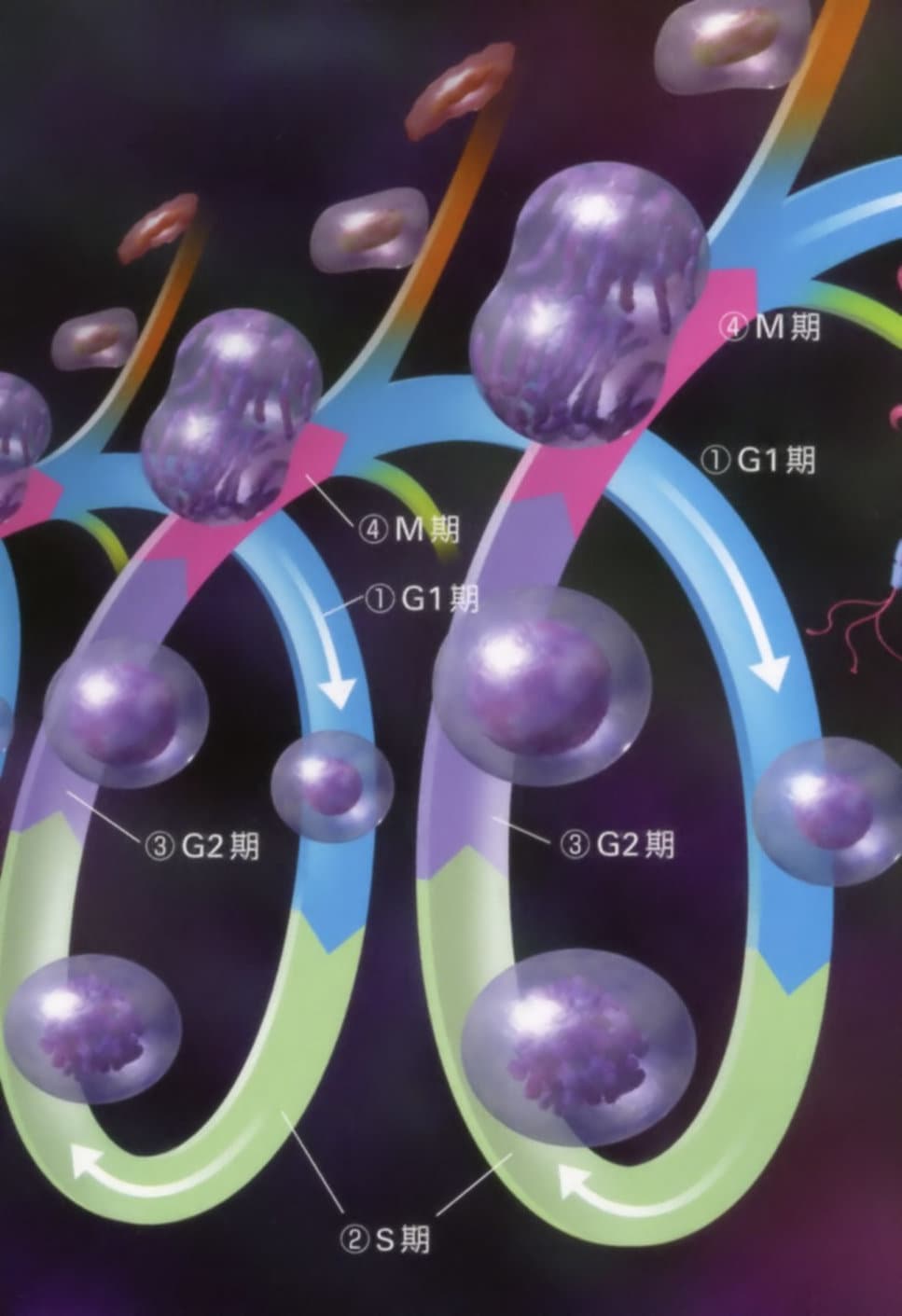 細胞分裂と分化のサイクル（末期癌からの生還）
