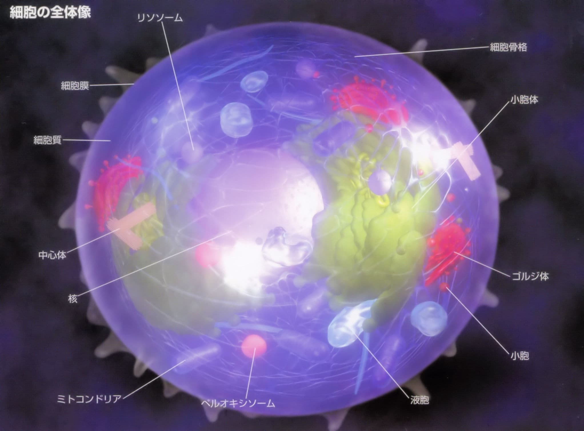 細胞の全体像（末期癌からの生還）