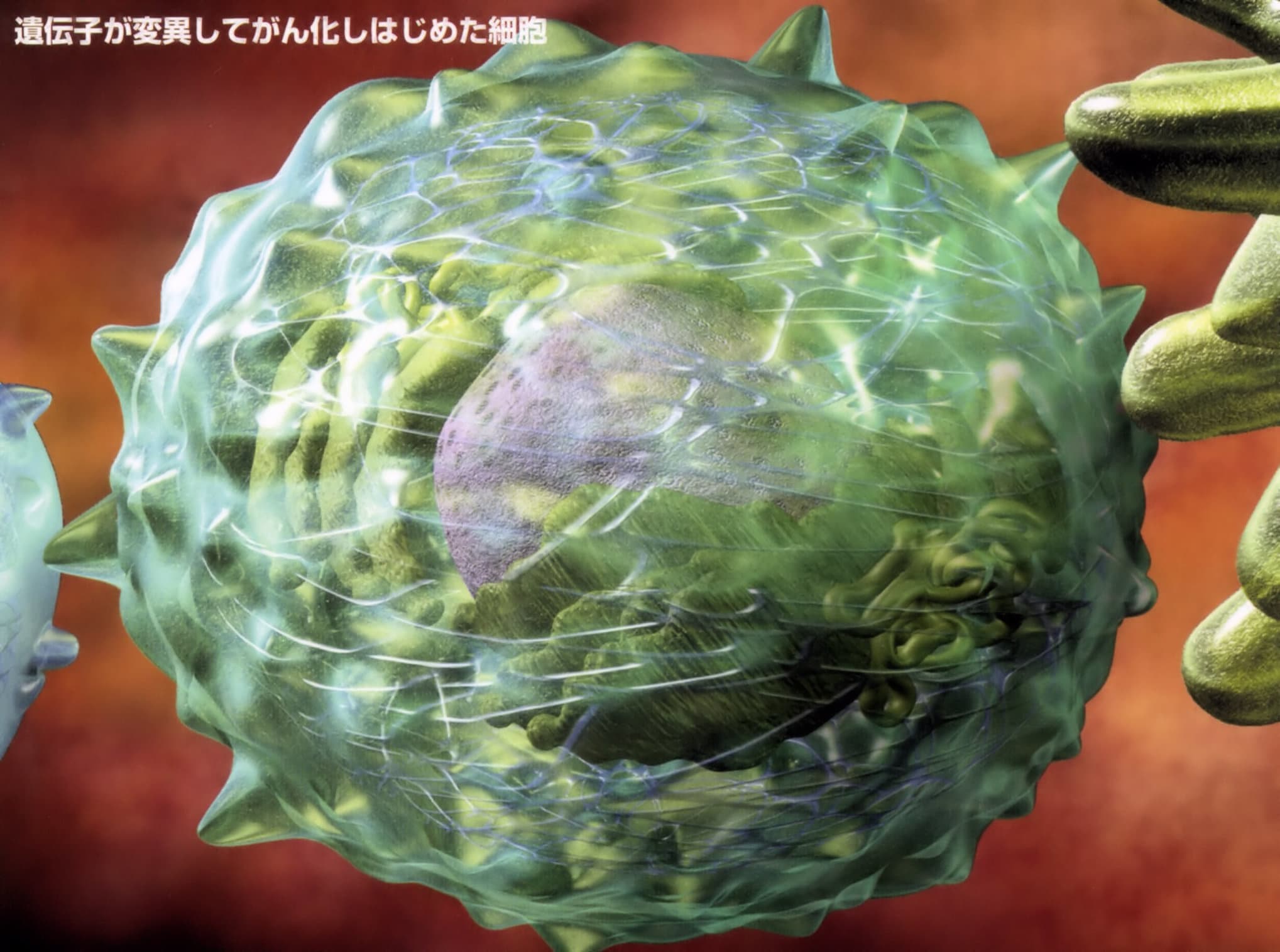 遺伝子が変異してガン化し始めた細胞イメージ（末期癌からの生還）