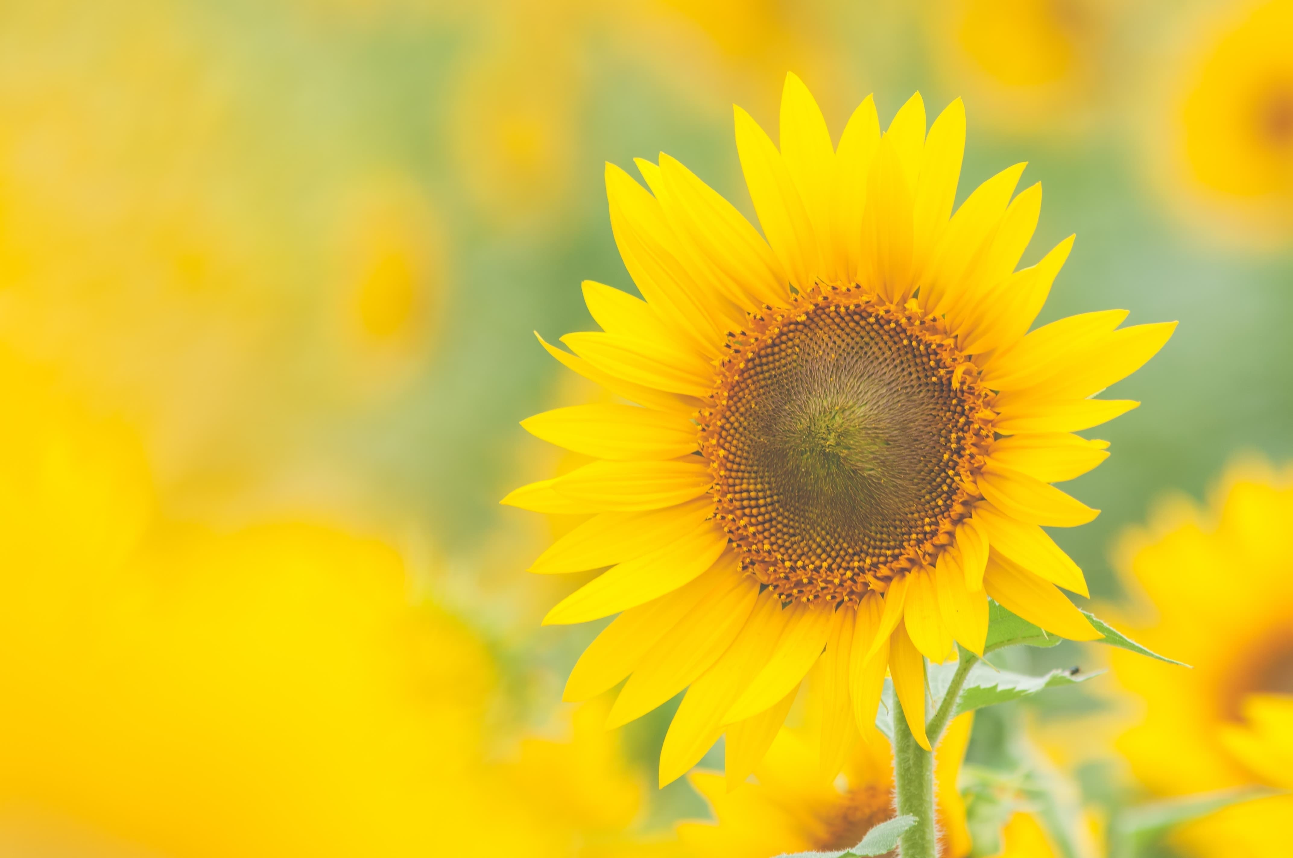 末期癌消滅イメージ