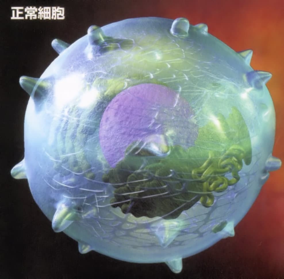 正常細胞イメージ（末期癌からの生還）